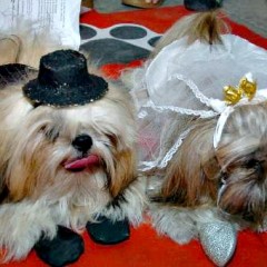 Feira de animais terá casamento canino