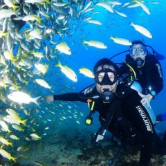 Passeio desvenda os mistérios do fundo do mar no Recife