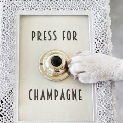 Os cachorros que ostentam no Instagram