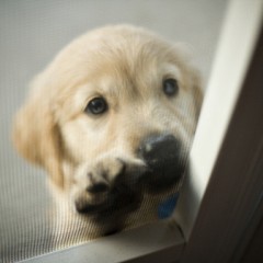 Cabine Fashion recebe evento de adoção de animais