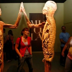 Exposição internacional sobre o corpo humano chega ao Recife