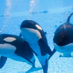 SeaWorld anuncia que vai deixar de usar orcas em seus parques