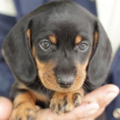 Reserva do Paiva com feira de adoção de animais neste domingo