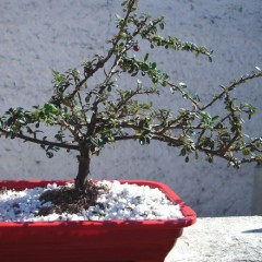 Paço Alfândega recebe exposição de Bonsai