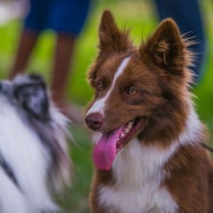 Kennel Club comemora 69 anos com programação especial