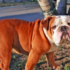 Recife recebe evento sobre cães da raça Bulldog no fim do mês