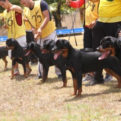 Kennel Club faz programação de palestras e exposições no fim de semana