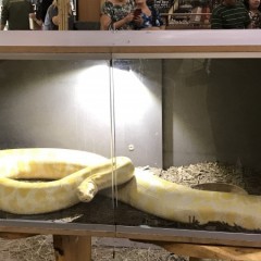 Uma estação dos Répteis está montada no Shopping Tacaruna