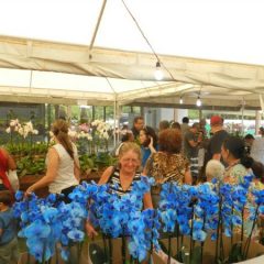 Exposição com 15 mil flores e venda de aves exóticas aporta em Aldeia