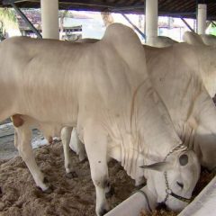 Exposição nordestina de animais inicia no feriado
