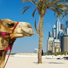 A força dos camelos em Dubai