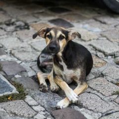 Projeto Olhar Animal leva serviços veterinários ao Morro da Conceição
