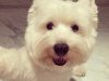 Oliver, The Westie