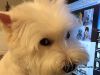 Oliver, The Westie
