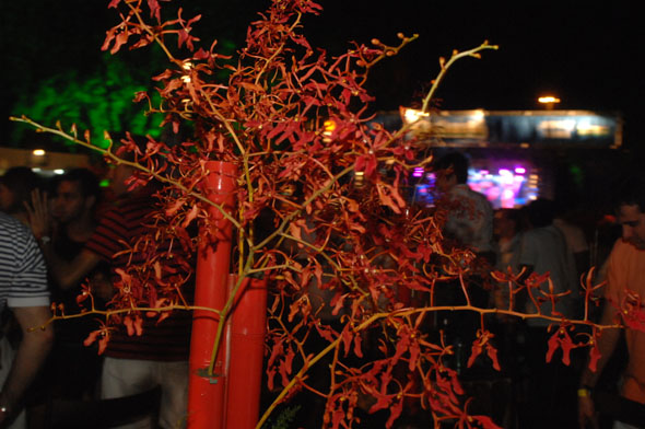 Decoração do Enchanté