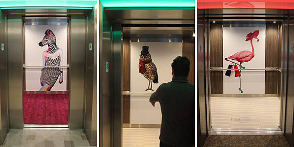 Imagens curiosas de animais nos elevadores