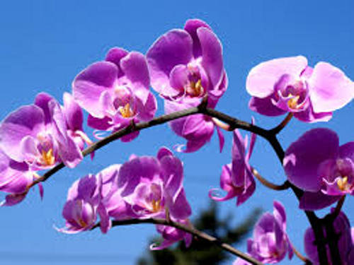 Orquídeas/DP