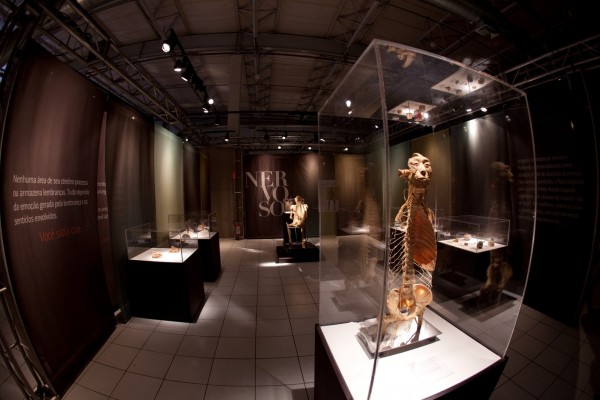 A exposição O Fantástico Corpo Humano fica em curta temporada no Shopping RioMar - Crédito: Divulgação