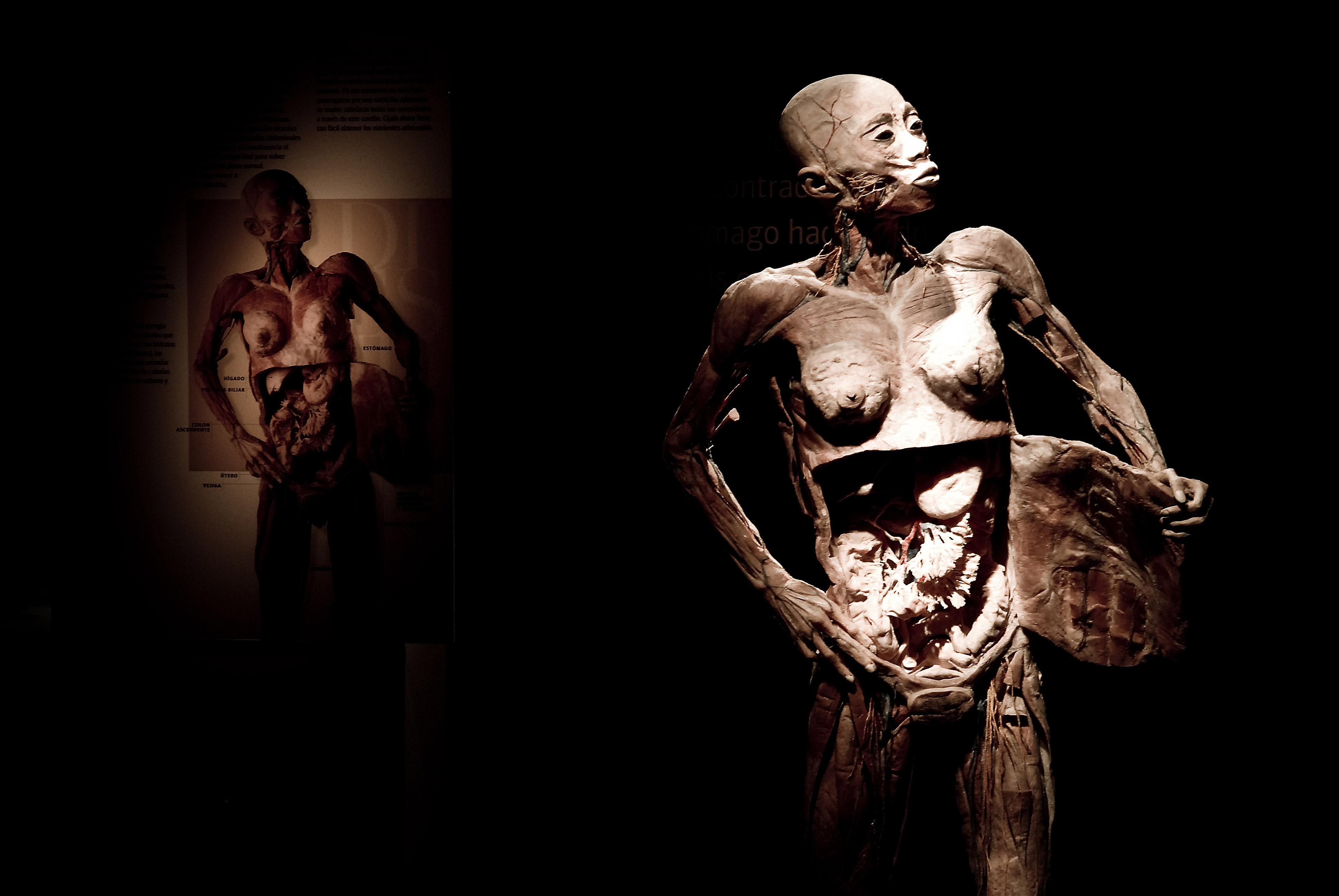 Exposição "O Fantástico Corpo Humano". Crédito: Divulgação da mostra