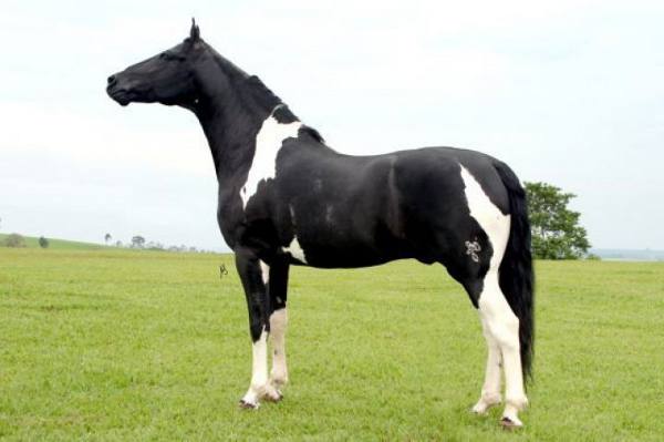 Cavalo Mangalarga/Divulgação