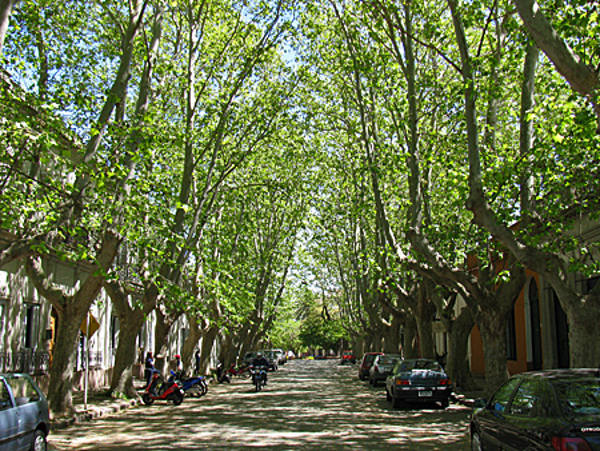 Ruas arborizadas