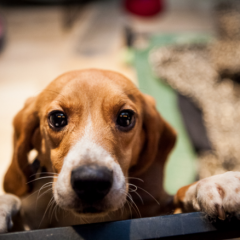 Casa Forte e Boa Viagem recebem feira de adoção de animais