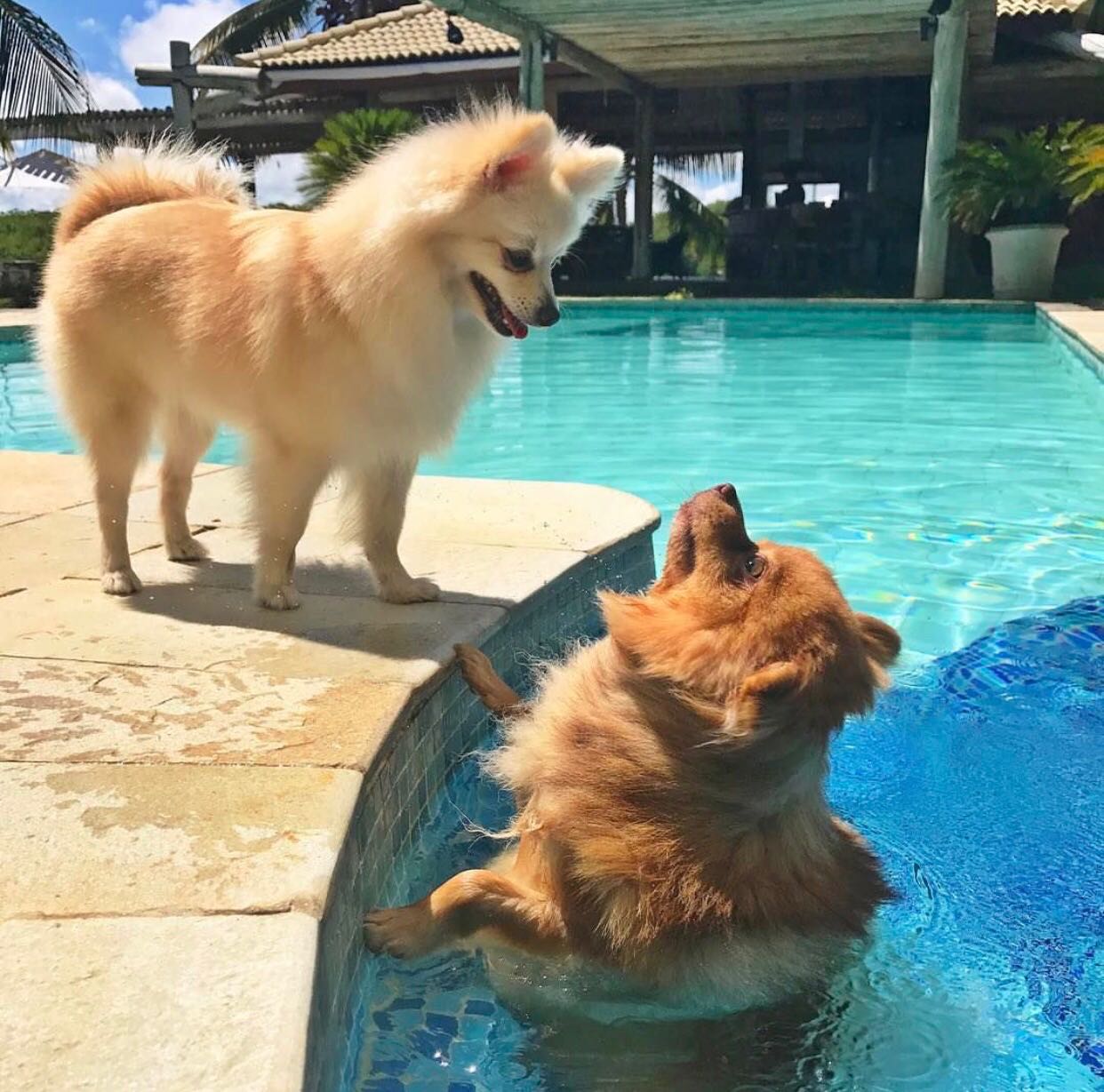 Jolie e Bono curtindo um banho de piscina em Toquinho - Crédito: Arquivo pessoal