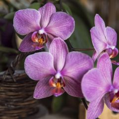 Festival de orquídeas aporta em Garanhuns