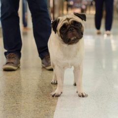 Plaza Shopping adota selo pet friendly