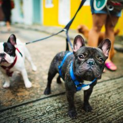 Kennel Club PE promove exposição de cães de raça em Caruaru