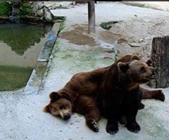 Parque Dois Irmãos se posiciona sobre denúncia de maus tratos aos ursos