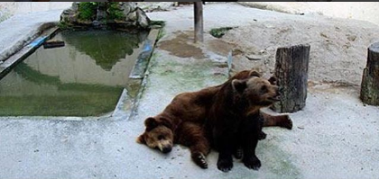 Parque Dois Irmãos se posiciona sobre denúncia de maus tratos aos ursos